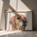 Golden Retriever Fine Art Print