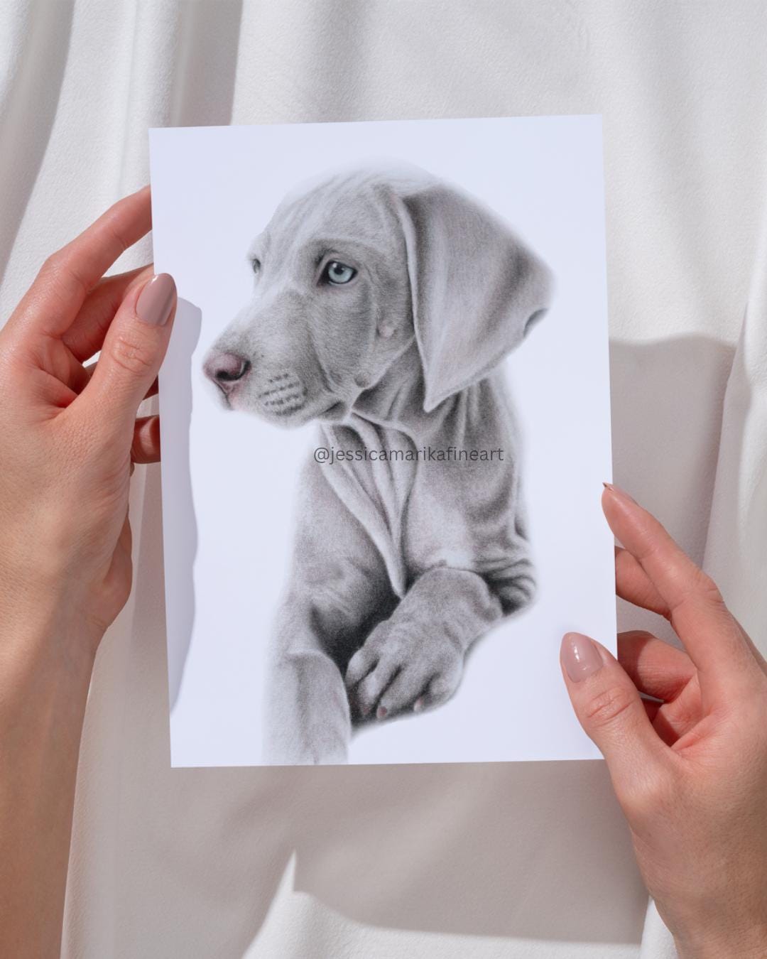 Weimaraner Dog Portrait Print: Mounted Coloured Pencil Drawing, A5/A4 Wall Art