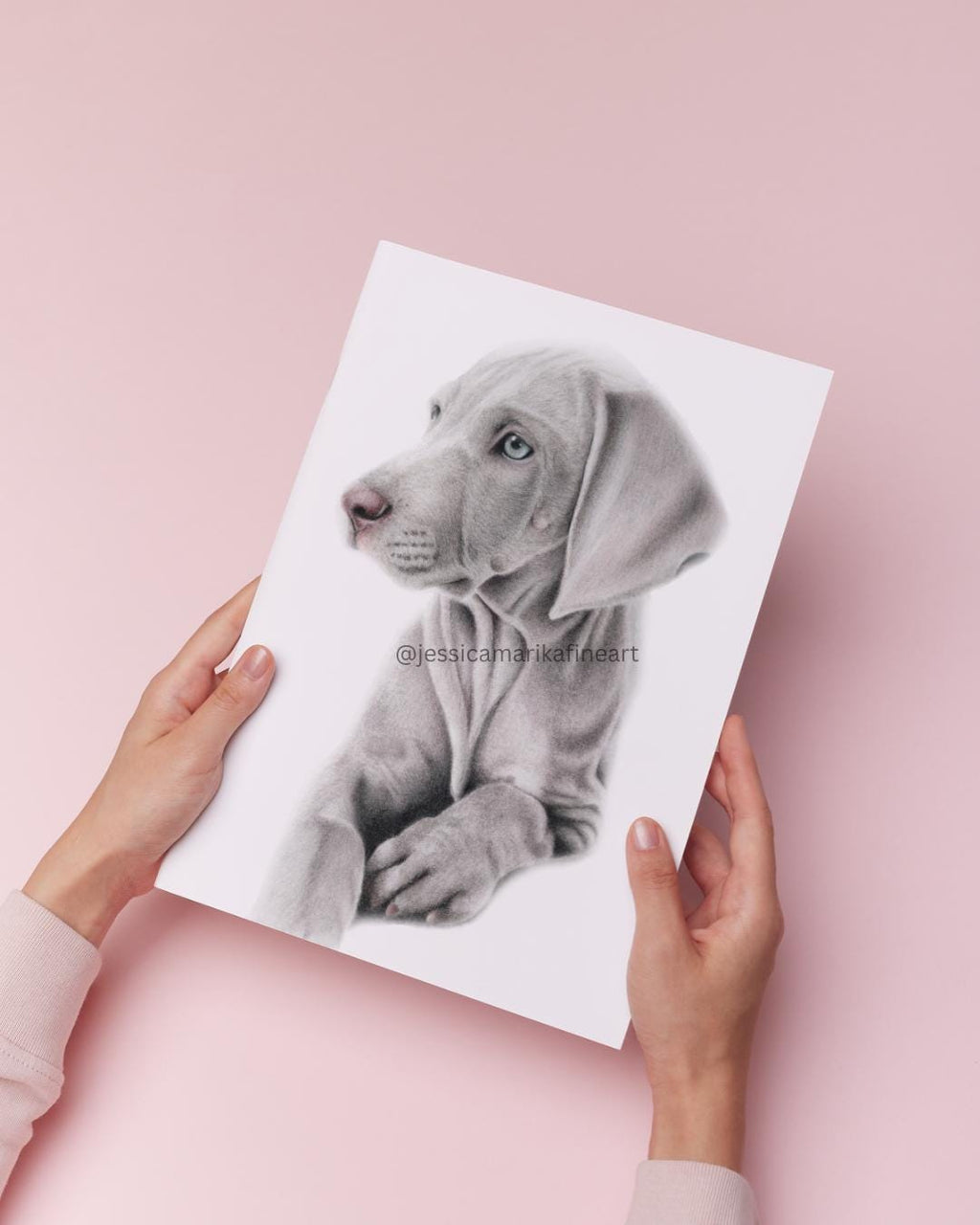 Weimaraner Dog Portrait Print: Mounted Coloured Pencil Drawing, A5/A4 Wall Art